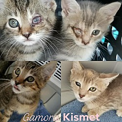 Thumbnail photo of Kismet #3