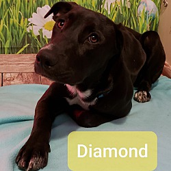 Thumbnail photo of Diamond ~pending~ #1