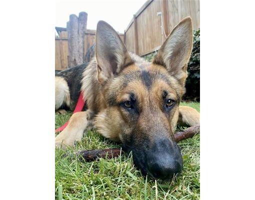 tacoma-wa-german-shepherd-dog-meet-munich-a-pet-for-adoption