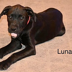 Thumbnail photo of LUNA #2