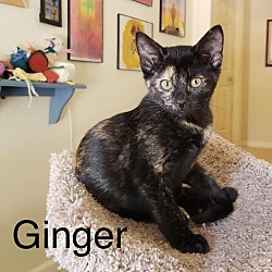 Thumbnail photo of Ginger (rachel) #1