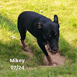 Thumbnail photo of Mikey #1