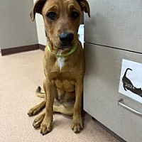 adopt a pet
