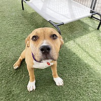 adopt a pet