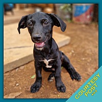 adopt a pet