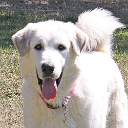 bonded pet photo