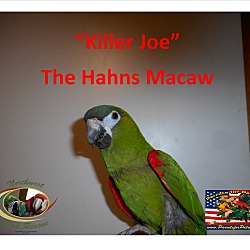 Thumbnail photo of KILLER JOE Hahns Mini-Macaw #1