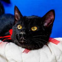 Kentucky Humane Society Dixie In Louisville Kentucky