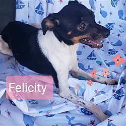 Photo of Felicity