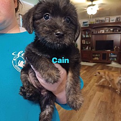 Photo of Cain