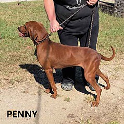Thumbnail photo of Penny #3