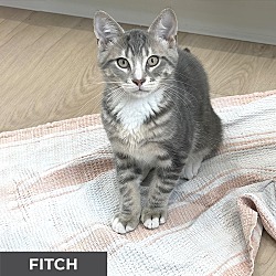 Thumbnail photo of Fitch #3