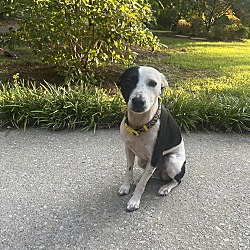 Thumbnail photo of Oakley-FOSTER NEEDED/SMALL AUSSIE-LAB MIX #1