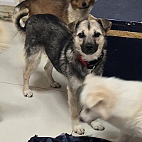 adopt a pet