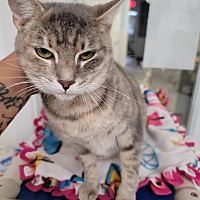 adopt a pet