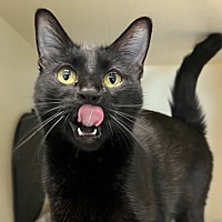 adopt a pet