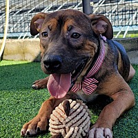 adopt a pet