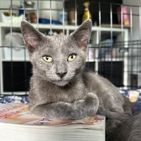 adopt a pet