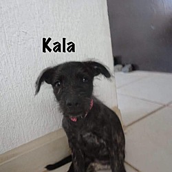 Thumbnail photo of KALA #1