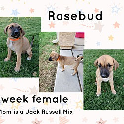 Thumbnail photo of ROSEBUD - 7 WEEK JACK RUSSELL #1