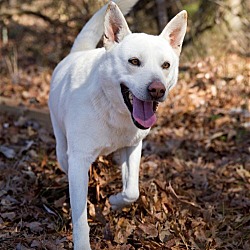 Thumbnail photo of Bailey #2