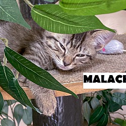 Thumbnail photo of Malachi #4