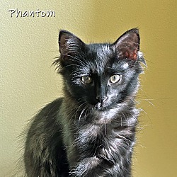 Photo of Phantom