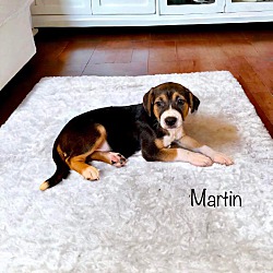 Thumbnail photo of Martin (pup) #3