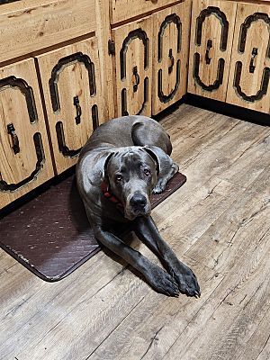 Verona, PA - Cane Corso/Great Dane. Meet Blu a Pet for Adoption