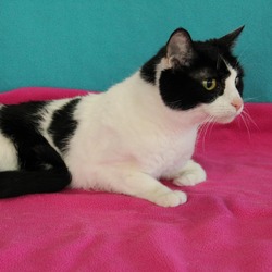 Thumbnail photo of Julie: Regal Resident, Adoption Fees Waived! #2