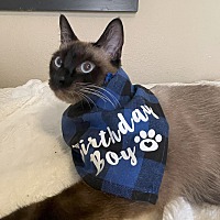 adopt a pet
