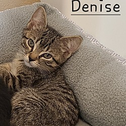 Thumbnail photo of Denise #2 #1