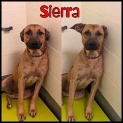 Thumbnail photo of Sierra #3