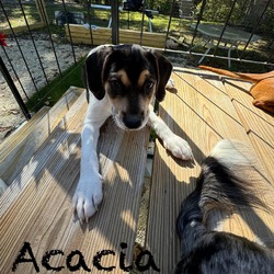 Thumbnail photo of Acacia beagle #3