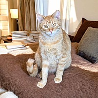 adopt a pet