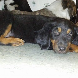 Thumbnail photo of Zeus (adoption pending) #2