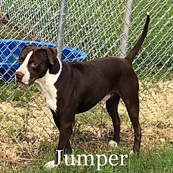 Thumbnail photo of Jumper #4