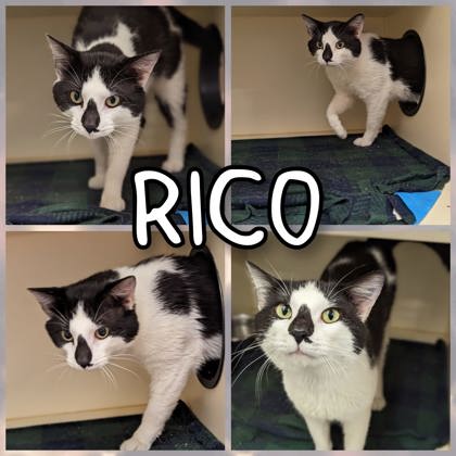 Photo of Rico