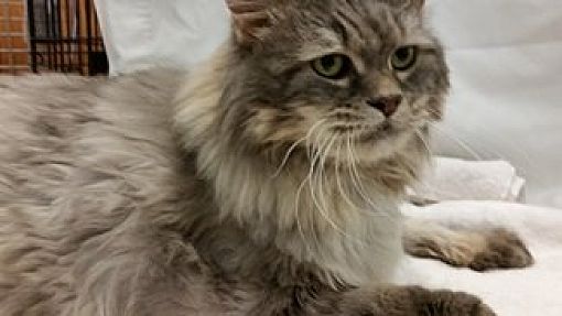 Carthage, Ms - Maine Coon. Meet Ga -sasha (mcr) A Pet For Adoption 