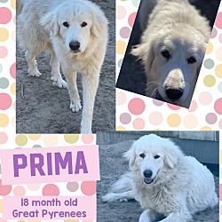 Photo of PRIMA