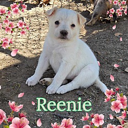 Thumbnail photo of Reenie #1