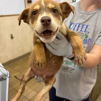 adopt a pet