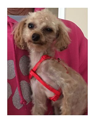 Lodi Ca Poodle Toy Or Tea Cup Meet Sweet Pea A Pet For Adoption