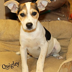 Thumbnail photo of Quigley ~ meet me! #2