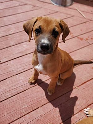 Phoenix Md Boxer Meet Rambo A Pet For Adoption