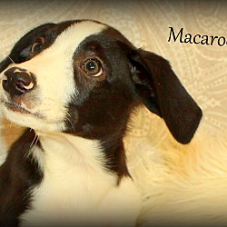 Thumbnail photo of Macaroon ~ meet me! #2