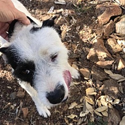 Photo of Patches/ Buddy