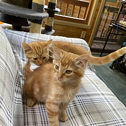 Photo of Buttercup&Georgie-Bonded Pair