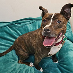 Thumbnail photo of Ladybelle- Foster or Adopt #1