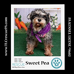 Thumbnail photo of Sweet Pea (Bonded Pair with Zena)  030224 #4